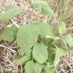 Hoffmannanthus abbotianus Folha