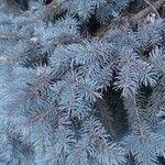 Picea pungensList