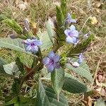 Eranthemum pulchellum Лист