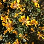 Genista monspessulana Blomst