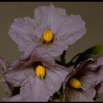 Solanum umbelliferum ᱵᱟᱦᱟ