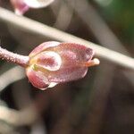 Iberis saxatilis Fruit