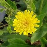 Hieracium amplexicaule Flower