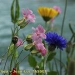 Vaccaria hispanica 花