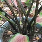 Caladium bicolor अन्य