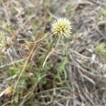 Cyperus niveus Λουλούδι