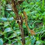 Mahonia aquifolium 树皮