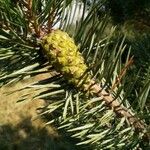 Pinus banksiana Gyümölcs