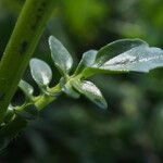 Barbarea intermedia Leaf