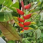 Heliconia bihai Blomma