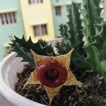 Huernia zebrina Flower