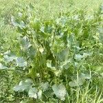 Rumex confertus Hábito