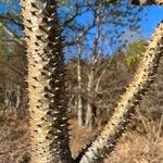 Pachypodium lamerei Rusca