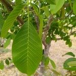 Juglans regiaഇല