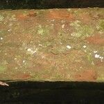 Chrysophyllum pomiferum Corteza