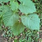 Tilia platyphyllos Leaf