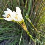 Nothoscordum gracile Квітка