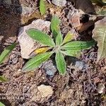 Echium italicum Leaf