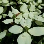 Cornus kousaFlower