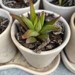 Haworthia attenuata পাতা