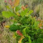 Pappea capensis Feuille