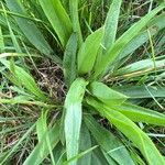 Scorzonera humilis Likasa