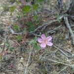 Geranium viscosissimum Blomst