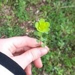 Euphorbia amygdaloidesFoglia