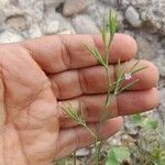 Dianthus nudiflorus عادت داشتن