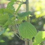 Acer tegmentosum Hostoa