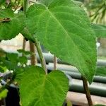 Salvia involucrata Blad