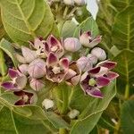 Calotropis procera 花