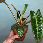 Philodendron billietiae Hoja