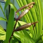 Bletilla striata 果實