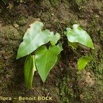 Asplenium hemionitis Leaf