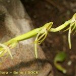 Habenaria tridactylites Otro