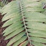 Encephalartos pterogonus पत्ता