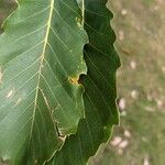 Castanea mollissima Leaf