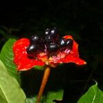 Psychotria elata Цвят