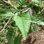 Aegle marmelos Hoja