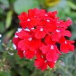 Glandularia peruviana 花