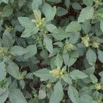 Amaranthus powellii Blatt