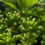 Sedum × rubrotinctum ഇല