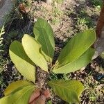 Psidium guineense List