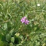 Erodium acauleफूल