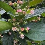 Cotoneaster acutifolius Fiore