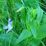 Viola elatior Leaf