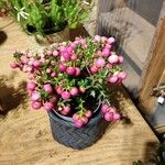 Gaultheria mucronata Fruto