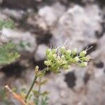 Pimpinella tragium Fruto