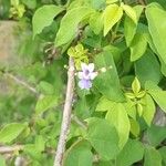 Vitex megapotamica Fiore